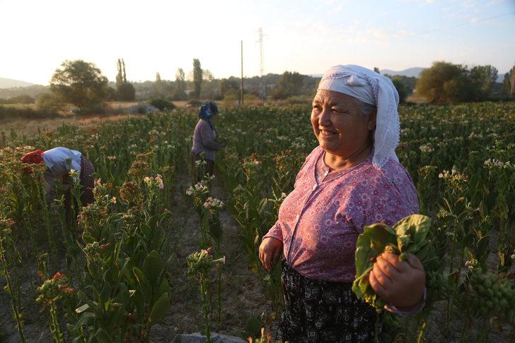 Muğla'da sulama imkanı bulunmayan tarlalarda tütün üretimi yapılıyor G4