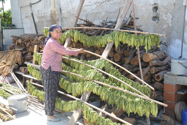 Muğla'da sulama imkanı bulunmayan tarlalarda tütün üretimi yapılıyor G5