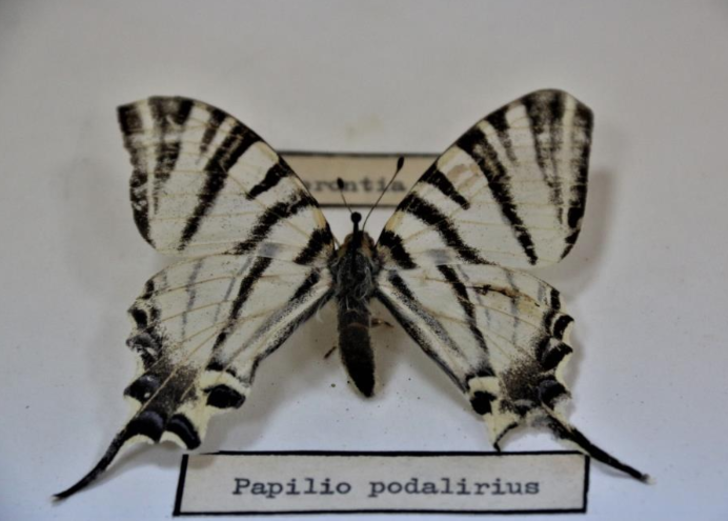 60 yıldır korunuyor! Yanan ormanlık alandan toplanan böcekler bu müzede sergileniyor G1