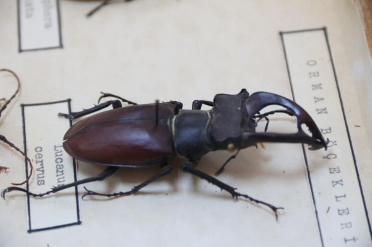 60 yıldır korunuyor! Yanan ormanlık alandan toplanan böcekler bu müzede sergileniyor G2