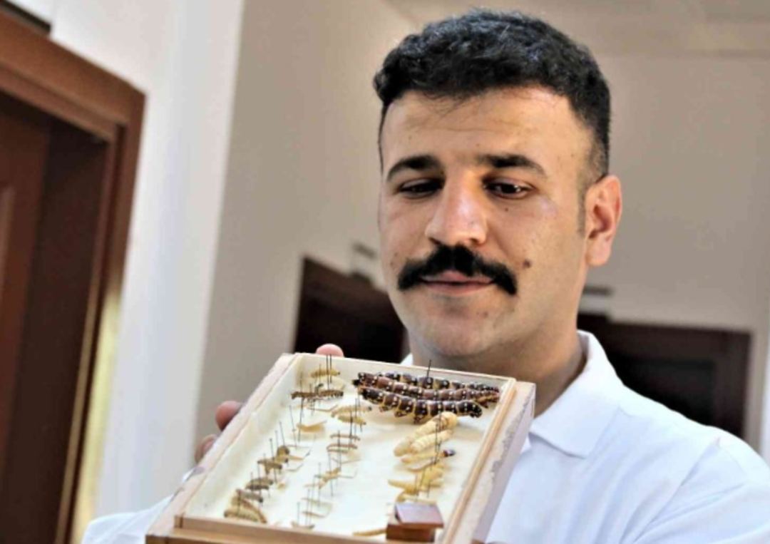 60 yıldır korunuyor! Yanan ormanlık alandan toplanan b&ouml;cekler bu m&uuml;zede sergileniyor