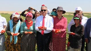 Diyarbakır Valisi Su, kurutmalık domates ve salça üreten kadın girişimciyle görüştü: