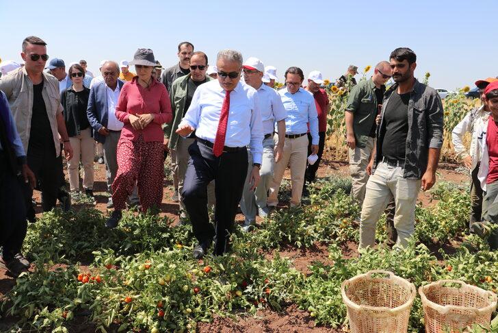 Diyarbakır Valisi Su, kurutmalık domates ve salça üreten kadın girişimciyle görüştü: G2