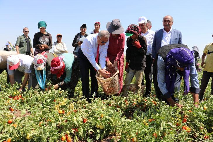 Diyarbakır Valisi Su, kurutmalık domates ve salça üreten kadın girişimciyle görüştü: G3