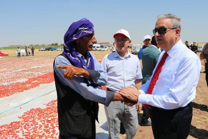 Diyarbakır Valisi Su, kurutmalık domates ve salça üreten kadın girişimciyle görüştü: G4