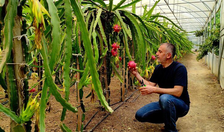 ‘Batarsın’ diyenler şimdi kapısında! Güney Amerika meyvesini yetiştirdi: Artık servet kazanıyor G2