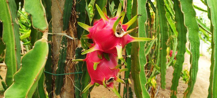 ‘Batarsın’ diyenler şimdi kapısında! Güney Amerika meyvesini yetiştirdi: Artık servet kazanıyor G3
