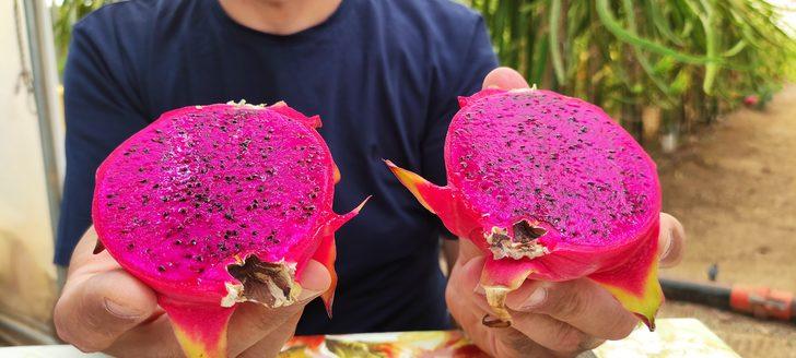 ‘Batarsın’ diyenler şimdi kapısında! Güney Amerika meyvesini yetiştirdi: Artık servet kazanıyor G4