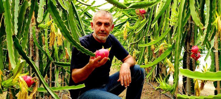 ‘Batarsın’ diyenler şimdi kapısında! Güney Amerika meyvesini yetiştirdi: Artık servet kazanıyor G5