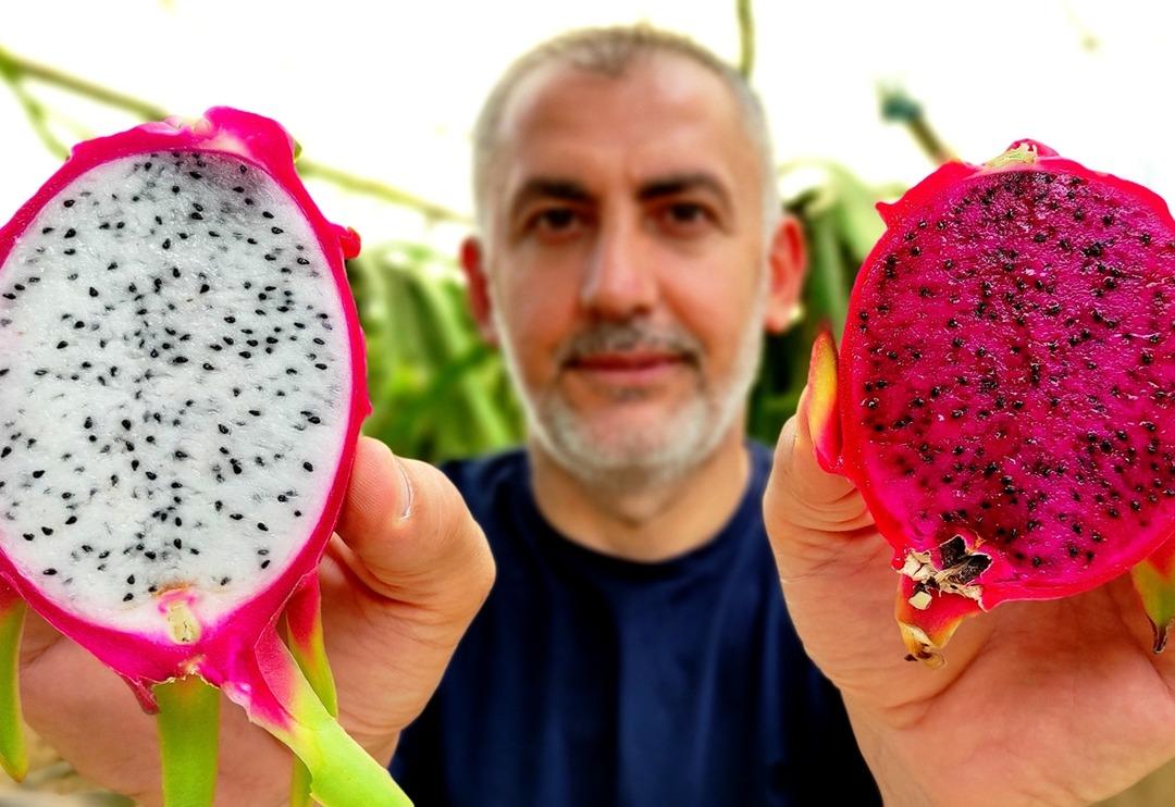 &lsquo;Batarsın&rsquo; diyenler şimdi kapısında! G&uuml;ney Amerika meyvesini yetiştirdi: Artık servet kazanıyor