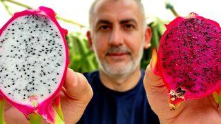 ‘Batarsın’ diyenler şimdi kapısında! Güney Amerika meyvesini yetiştirdi: Artık servet kazanıyor