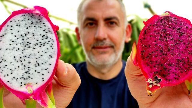 ‘Batarsın’ diyenler şimdi kapısında! Güney Amerika meyvesini yetiştirdi: Artık servet kazanıyor