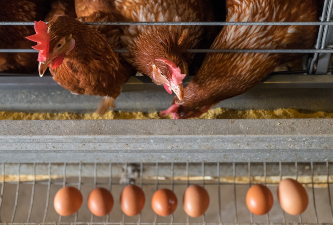 Tavuğu servet yumurtladı! K&uuml;mese girdiğinde g&ouml;zlerine inanamadı