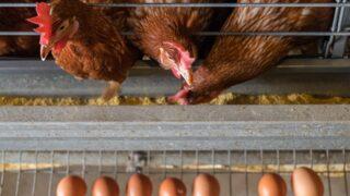 Tavuğu servet yumurtladı! Kümese girdiğinde gözlerine inanamadı