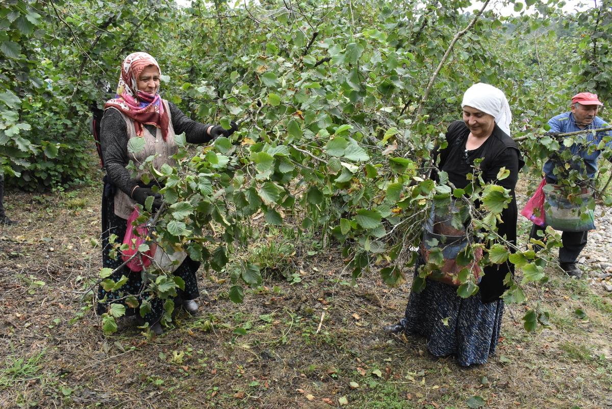 Ordu'da fındık hasadı resmen başladı
