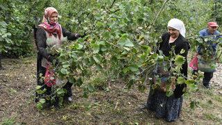 Ordu'da fındık hasadı resmen başladı