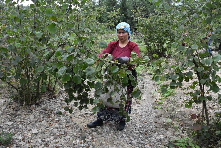 Ordu'da fındık hasadı resmen başladı G2
