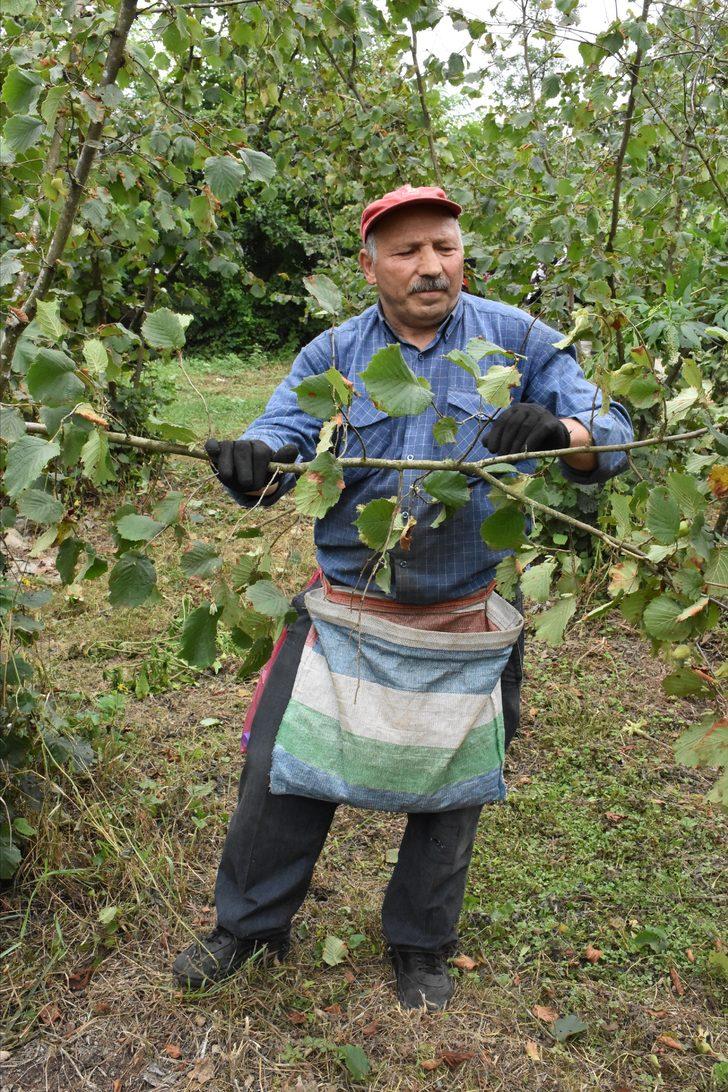 Ordu'da fındık hasadı resmen başladı G3