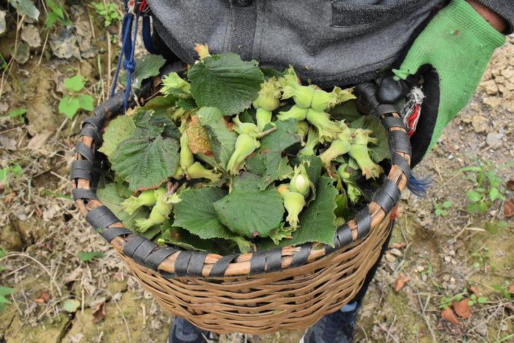 Ordu'da fındık hasadı resmen başladı G5