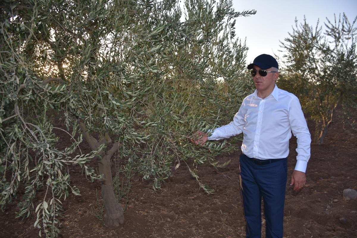 Şırnak Valisi Bilgin, İdil'deki zeytin ve fıstık bah&ccedil;elerinde incelemede bulundu: