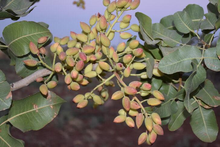 Şırnak Valisi Bilgin, İdil'deki zeytin ve fıstık bahçelerinde incelemede bulundu: G2