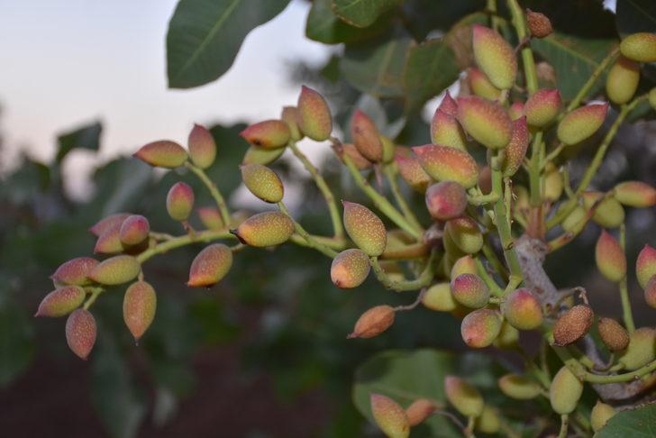 Şırnak Valisi Bilgin, İdil'deki zeytin ve fıstık bahçelerinde incelemede bulundu: G4