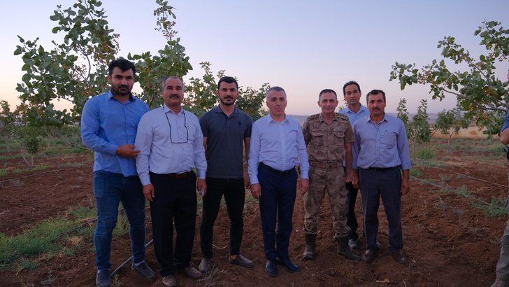 Şırnak Valisi Bilgin, İdil'deki zeytin ve fıstık bahçelerinde incelemede bulundu: G5
