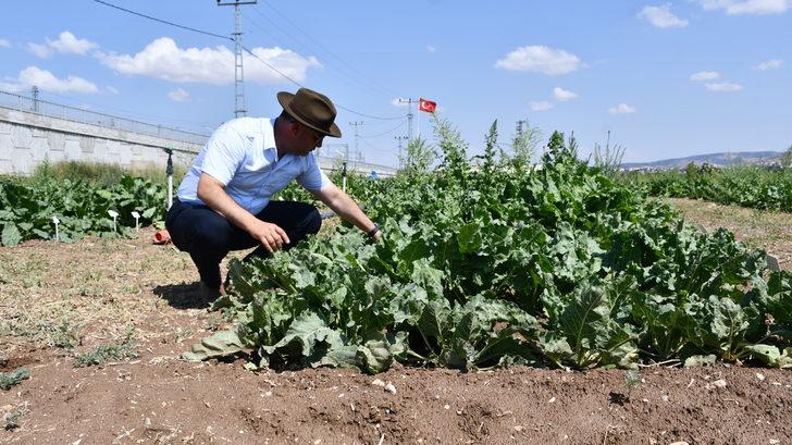 Sivas'ta yerli şeker pancarı tohumu geliştirilme çalışmaları sürüyor G2