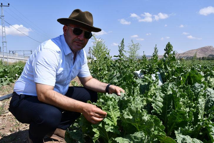 Sivas'ta yerli şeker pancarı tohumu geliştirilme çalışmaları sürüyor G3