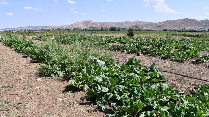 Sivas'ta yerli şeker pancarı tohumu geliştirilme çalışmaları sürüyor G4