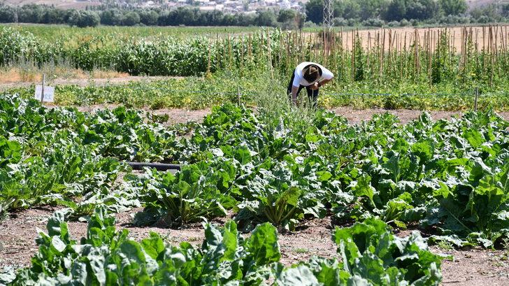 Sivas'ta yerli şeker pancarı tohumu geliştirilme çalışmaları sürüyor G5