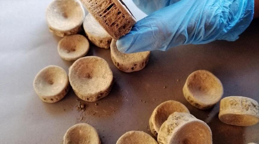 Patara kazı çalışmalarında köpekbalığı ve vatoza ait omurgalar tespit edildi