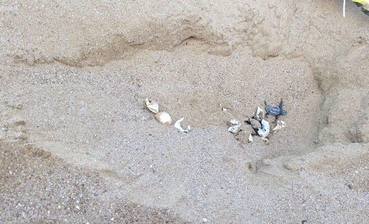 Antalya'da kürekle açılan yuvadaki yavru caretta carettalar zarar gördü G3