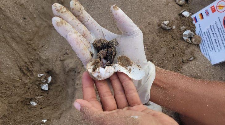 Antalya'da kürekle açılan yuvadaki yavru caretta carettalar zarar gördü G4