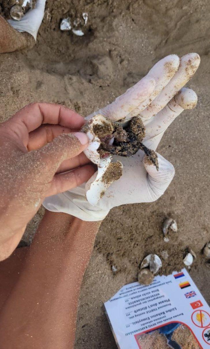 Antalya'da kürekle açılan yuvadaki yavru caretta carettalar zarar gördü G5