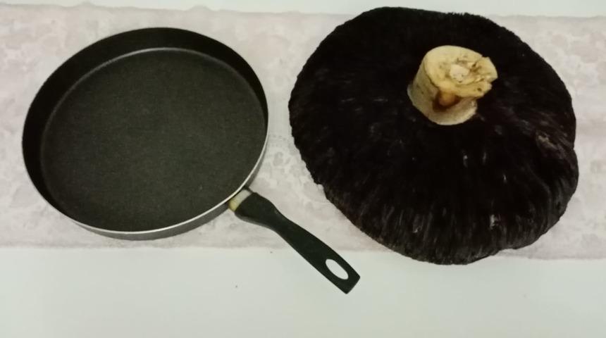 Tokat'ta bir kişi 3 kilogram ağırlığında mantar buldu