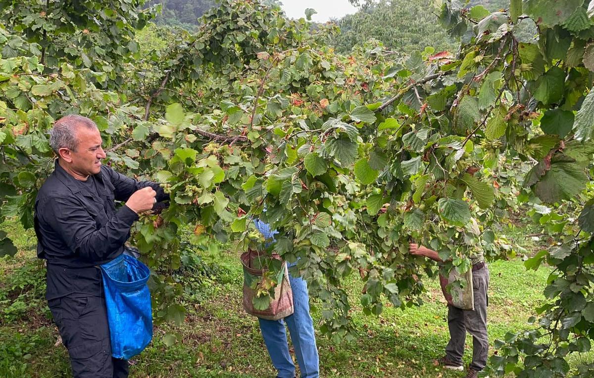 Ordu Valisi Sonel, iş&ccedil;ilerle fındık topladı