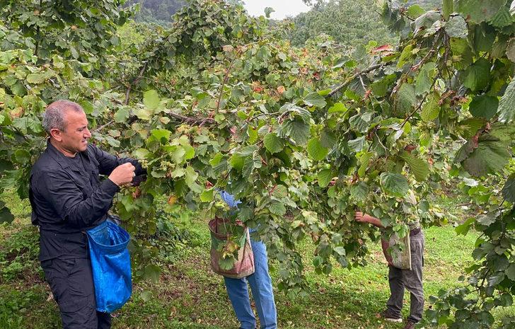 Ordu Valisi Sonel, işçilerle fındık topladı G1