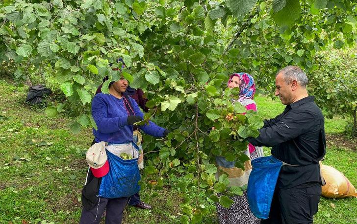 Ordu Valisi Sonel, işçilerle fındık topladı G2