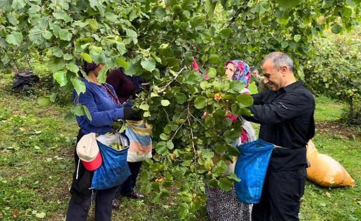 Ordu Valisi Sonel, işçilerle fındık topladı G3