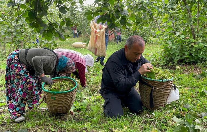 Ordu Valisi Sonel, işçilerle fındık topladı G4