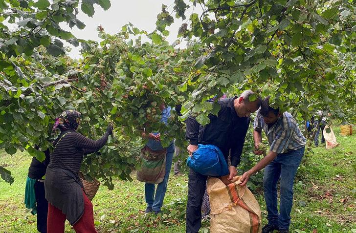 Ordu Valisi Sonel, işçilerle fındık topladı G5