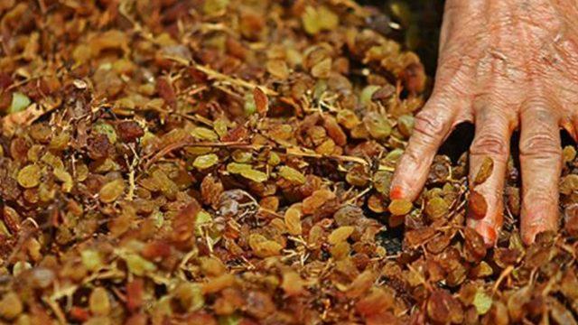 Her gün bir avuç tüketin! Kuru üzümün faydaları nelerdir? 
