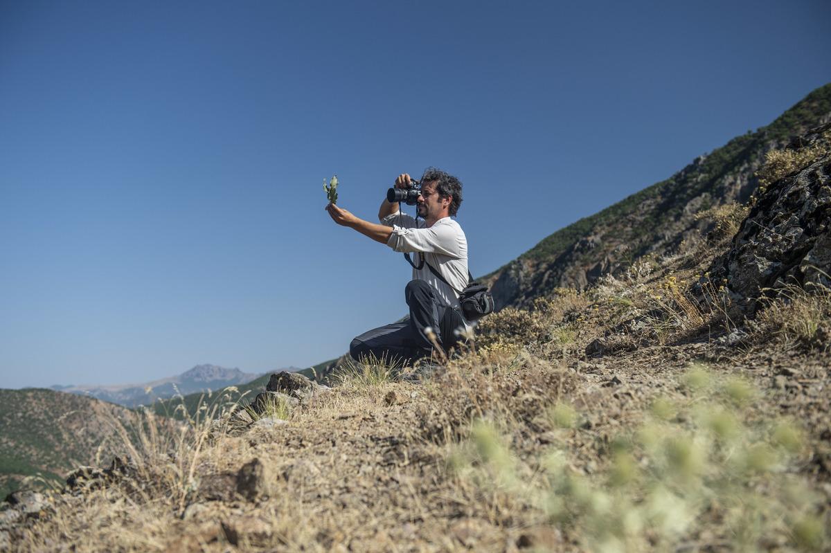 Doğasever akademisyen Tunceli dağlarında endemik bitkilerin izini s&uuml;r&uuml;yor