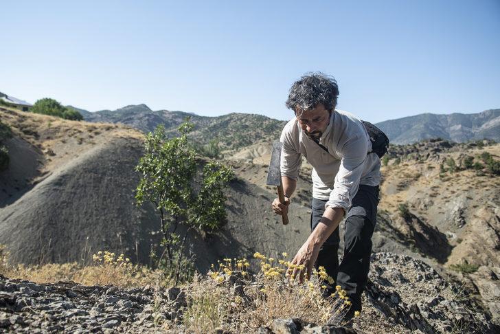 Doğasever akademisyen Tunceli dağlarında endemik bitkilerin izini sürüyor G2