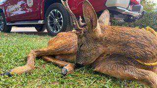 Kocaeli'de denizde mahsur kalan karacanın yardımına cankurtaranlar yetişti