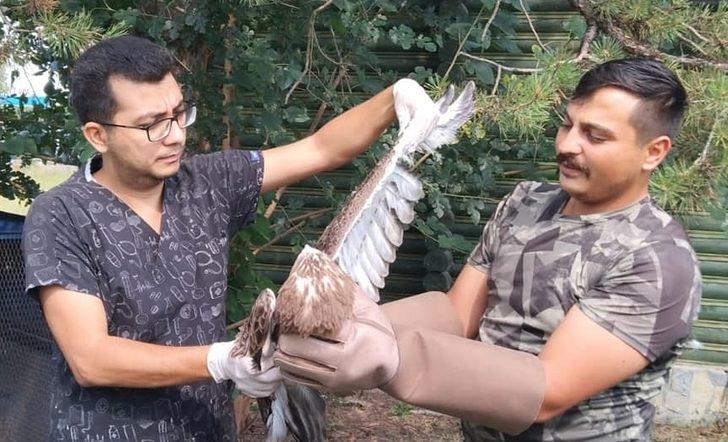 Düzce'de yılanı bütün halde yutmaya çalışan kartal boğulmadan kurtarıldı G1