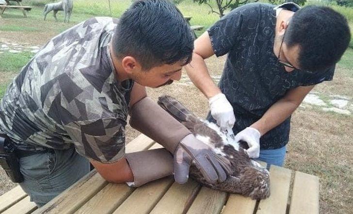 Düzce'de yılanı bütün halde yutmaya çalışan kartal boğulmadan kurtarıldı G2