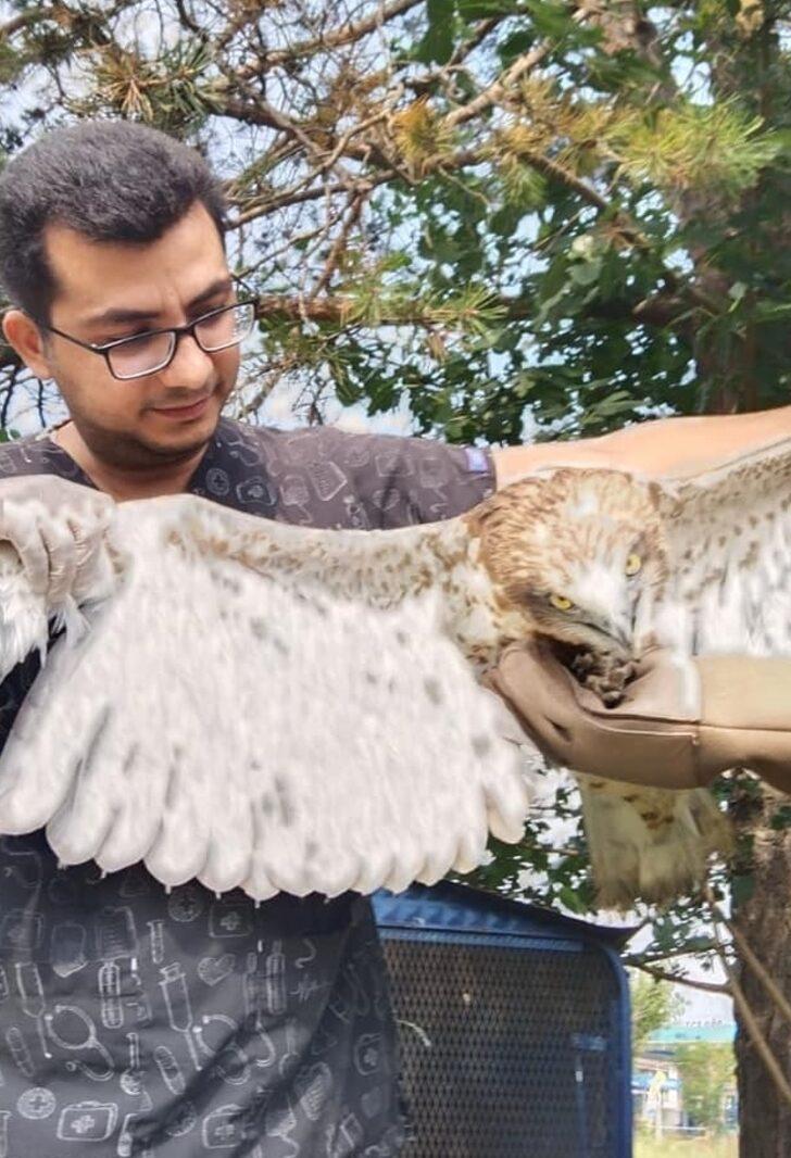 Düzce'de yılanı bütün halde yutmaya çalışan kartal boğulmadan kurtarıldı G3