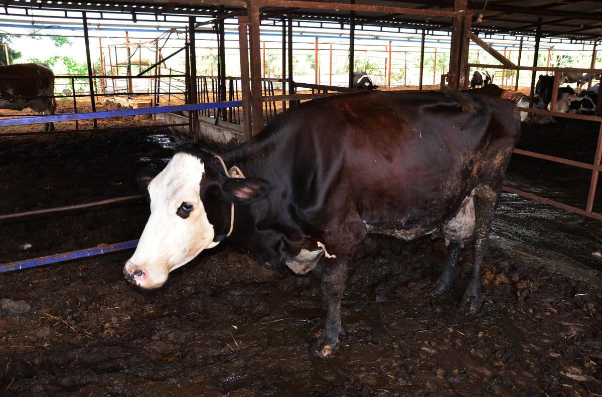 Antalya'da 15 g&uuml;n &ouml;nce doğan &uuml;&ccedil;&uuml;z buzağılar, biberonla besleniyor